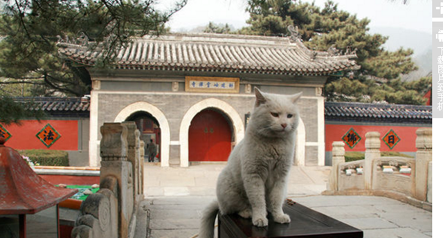 温情满满,她为这只“猫住持”设计了新形象