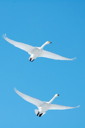 青天工作室，文案写作