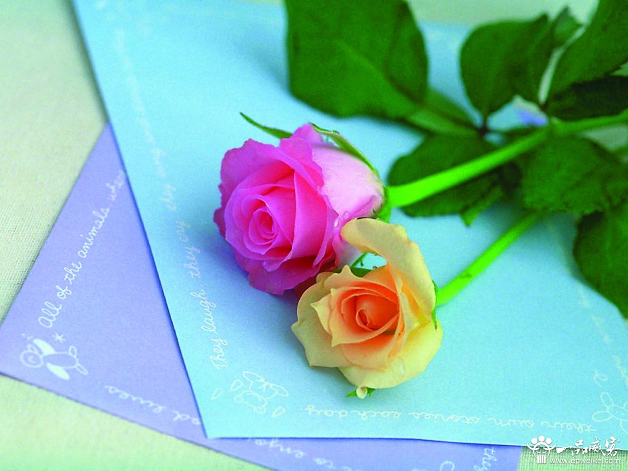 312植树节小学活动策划