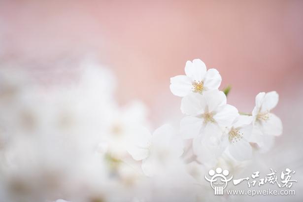 2014清明节寄语有哪些