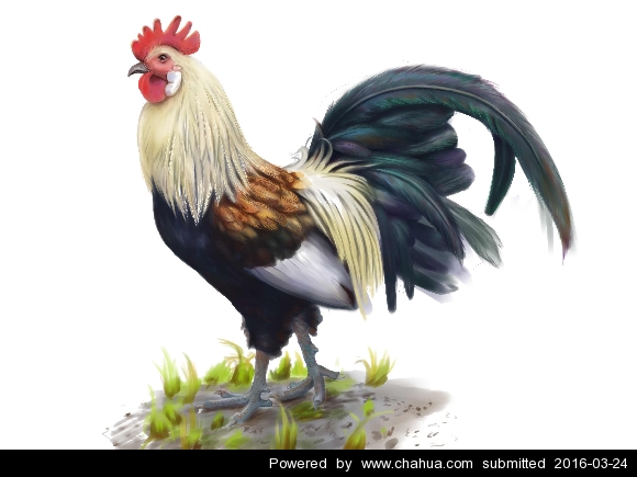 大公鸡
