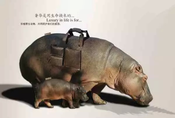 令人心惊的保护动物公益海报欣赏,你流泪了吗