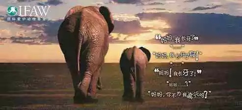 令人心惊的保护动物公益海报欣赏,你流泪了吗