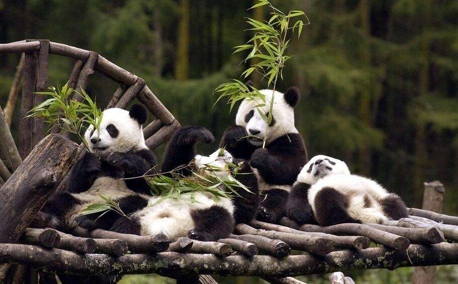 动物名片—熊猫