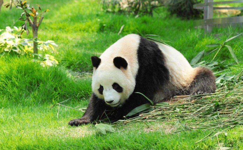 动物名片—熊猫