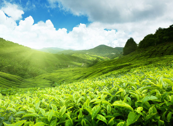 打造唯美清新的茶类海报封面设计教程