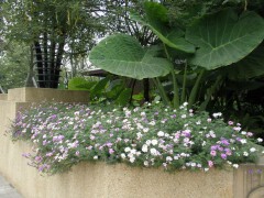 园林花境如何设计，园林花境设计案例