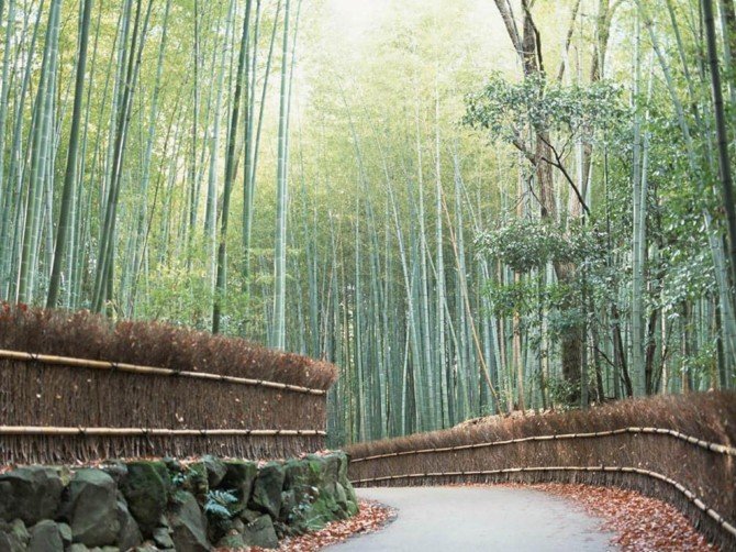国外林荫小道景观欣赏 庄园小径园林景观设计欣赏