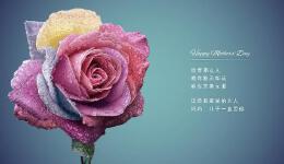 【新爱婴】母亲节特别策划：七天感恩实践活动！