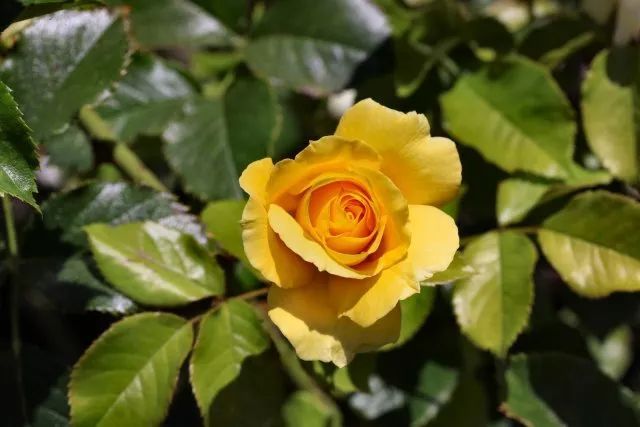 混合花境设计与种植建议