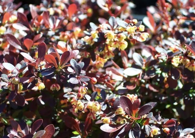 混合花境设计与种植建议