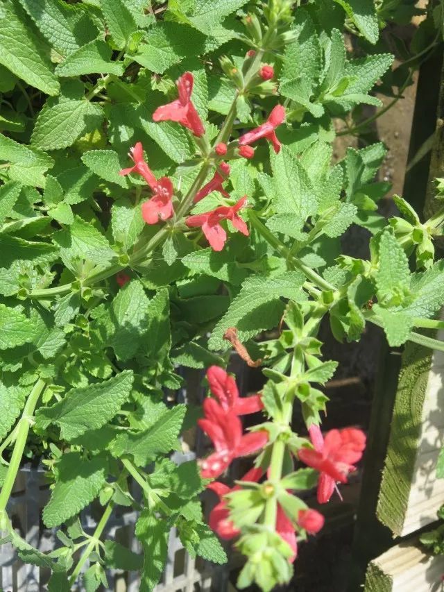 混合花境设计与种植建议