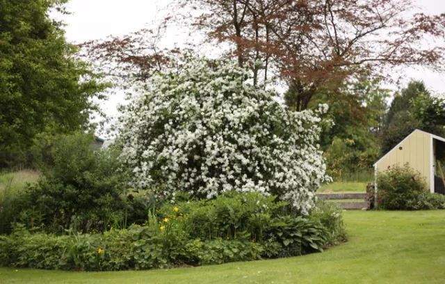 混合花境设计与种植建议