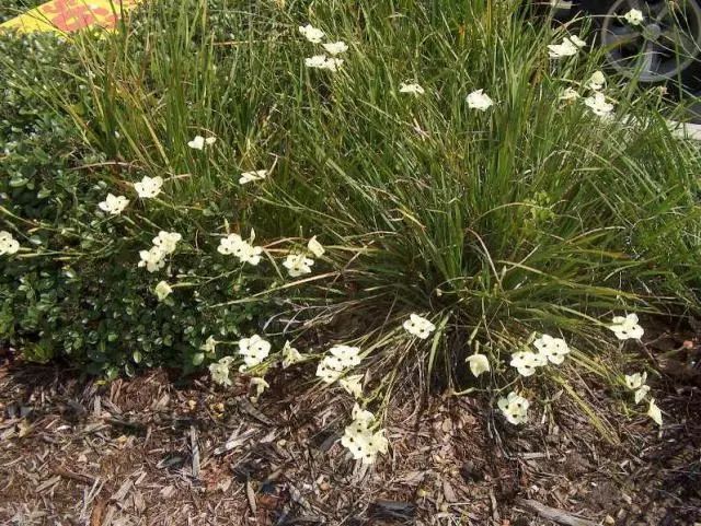 混合花境设计与种植建议
