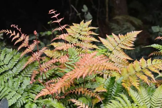混合花境设计与种植建议