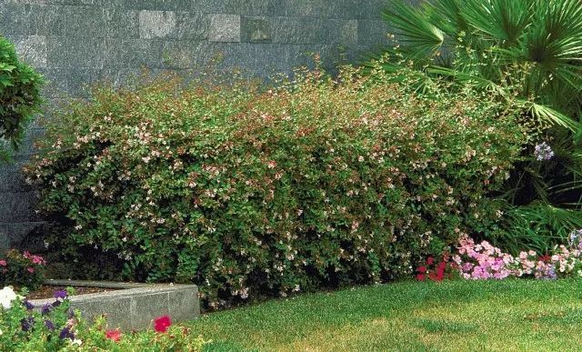 混合花境设计与种植建议