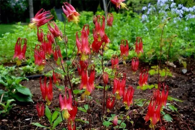 混合花境设计与种植建议