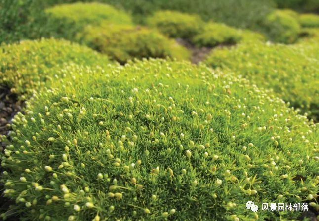 花境设计20例风格