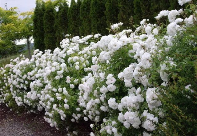 混合花境设计与种植建议