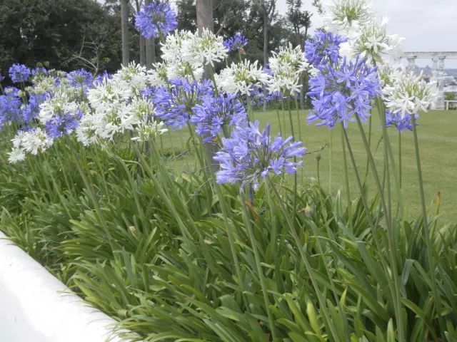 混合花境设计与种植建议