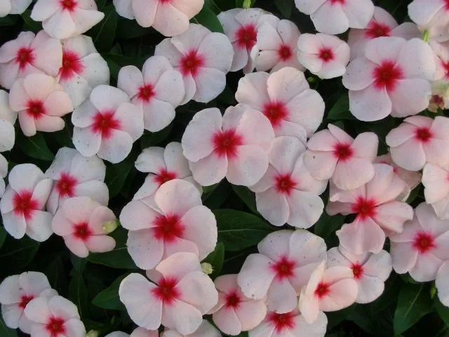 混合花境设计与种植建议