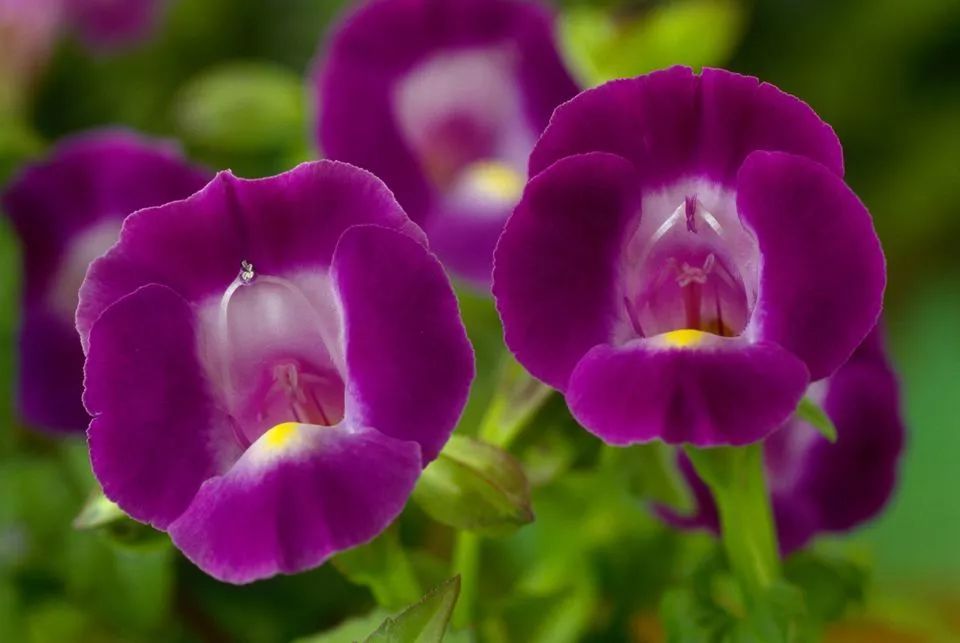 混合花境设计与种植建议