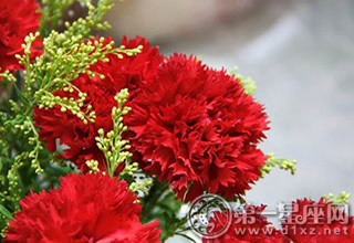 康乃馨 母亲节可以送什么花 母亲节送什么花好