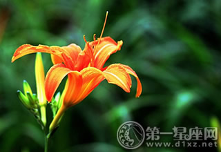 忘忧草 母亲节可以送什么花 母亲节送什么花好