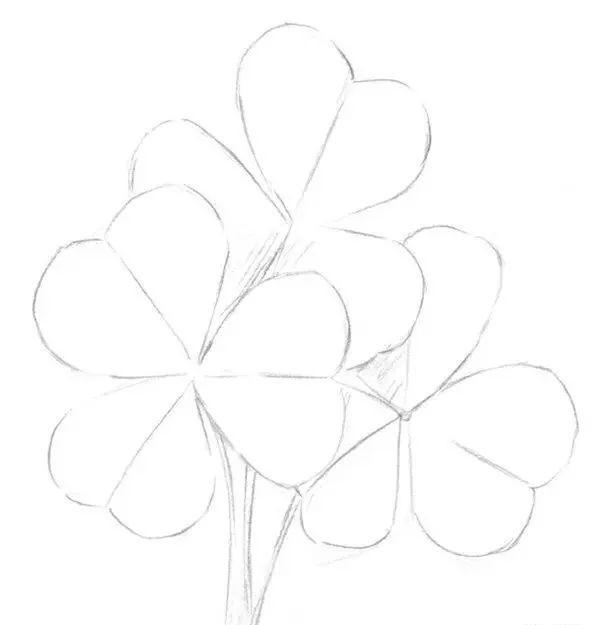 素描基础教程:三叶草的绘画方法