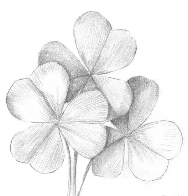 素描基础教程:三叶草的绘画方法