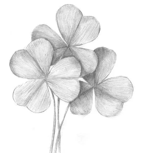 素描基础教程:三叶草的绘画方法
