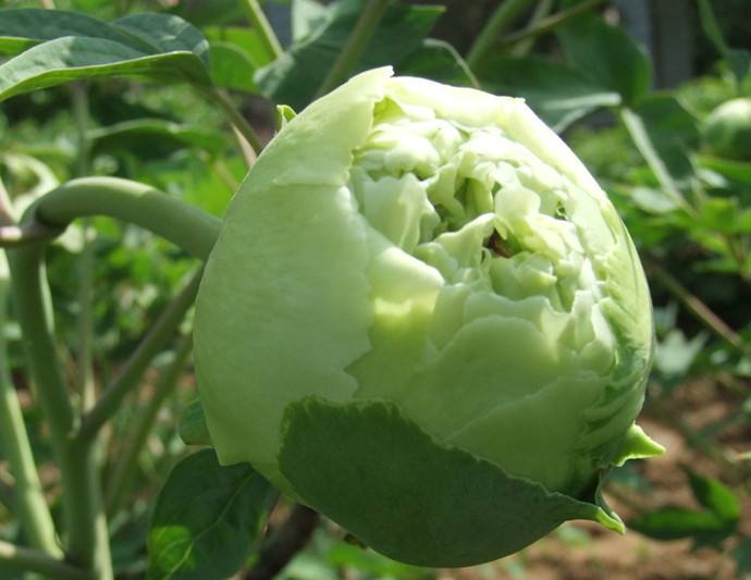 好好看的绿牡丹花图片欣赏