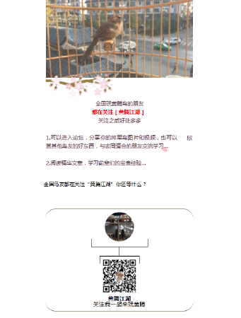 微信公众号素材排版