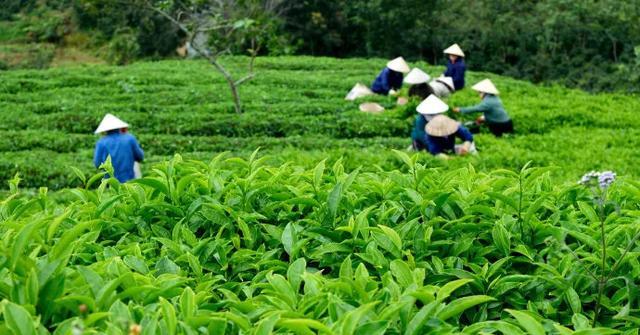 几十款茶叶包装设计欣赏，高逼格的茶叶包装设计