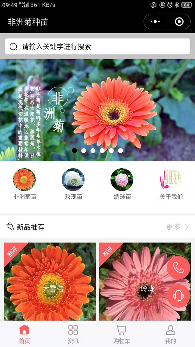 非洲菊种苗小程序