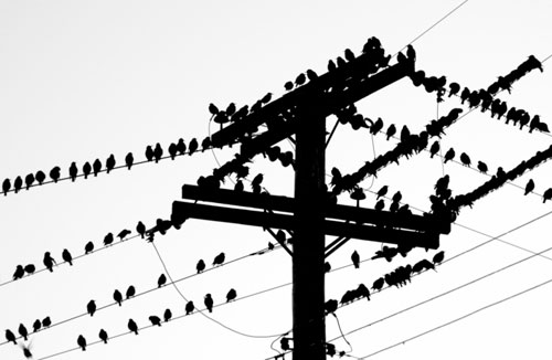 birds perched ></p><p>下面的20个航空公司的创意LOGO无一不例外的使用了鸟儿作为自己的LOGO原型，不过，如果是我，有一种情况是我不会选择的就是一个圆圈里面<a class=