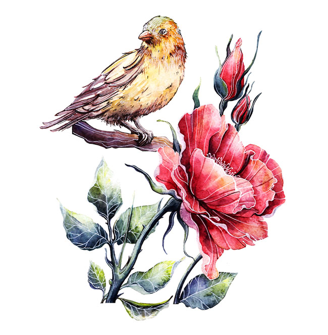 俄罗斯Tatyana Sigal植物插图设计