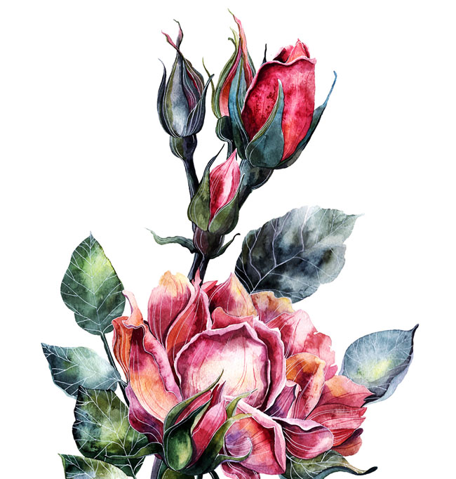 俄罗斯Tatyana Sigal植物插图设计