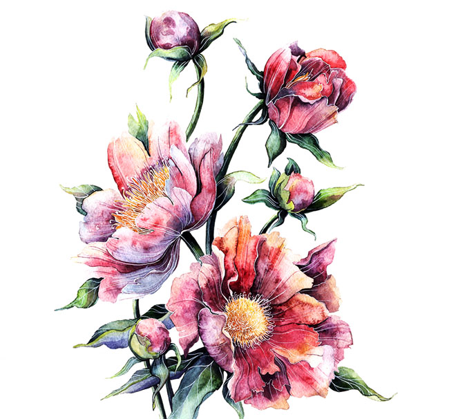 俄罗斯Tatyana Sigal植物插图设计