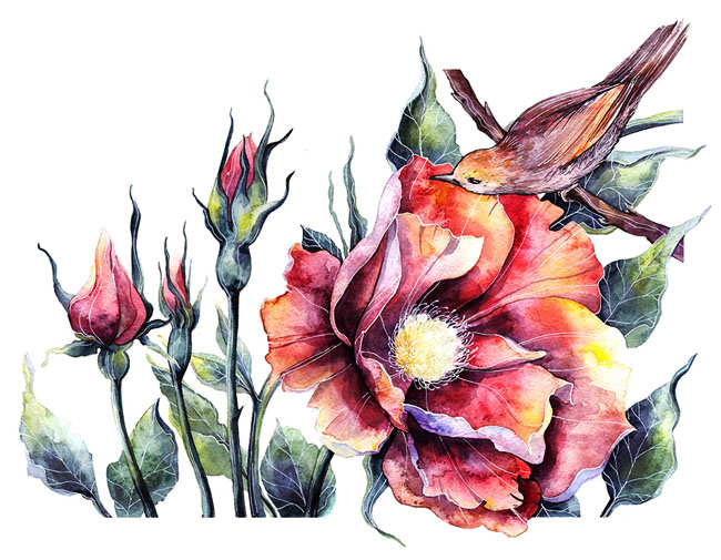俄罗斯Tatyana Sigal植物插图设计