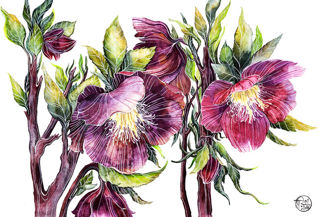 俄罗斯Tatyana Sigal植物插图设计