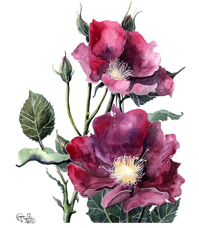 俄罗斯Tatyana Sigal植物插图设计