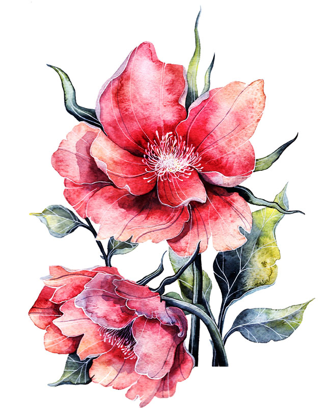 俄罗斯Tatyana Sigal植物插图设计