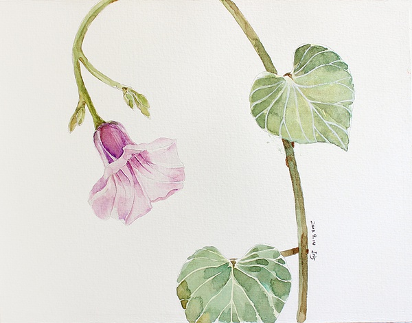 糖瓜毕业后的画画生活，手绘插画