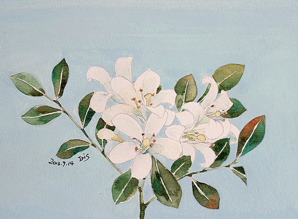 糖瓜毕业后的画画生活，手绘插画