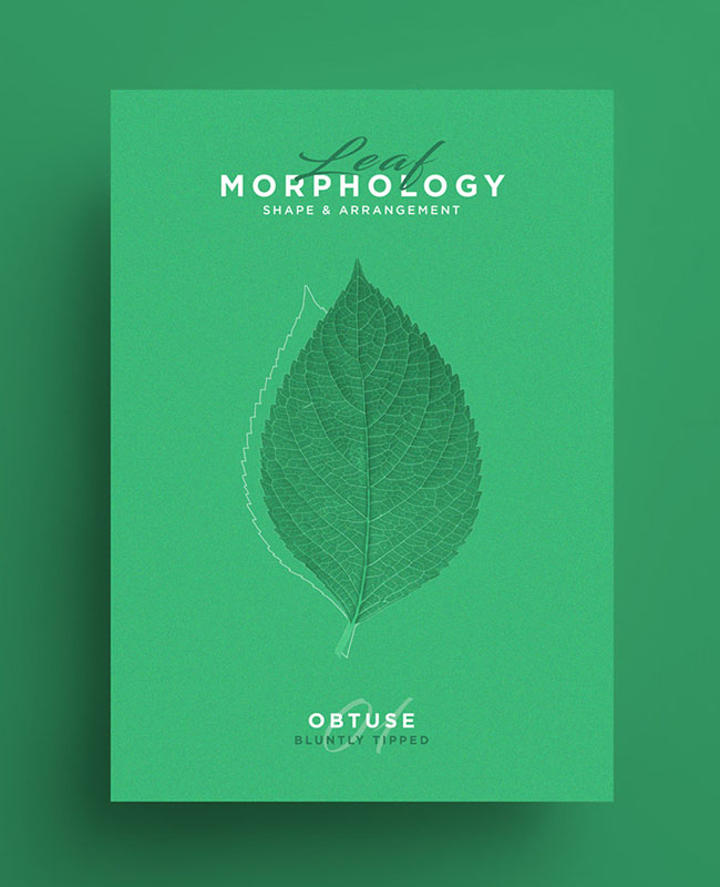 国外Leaf Morphology系列树叶海报设计欣赏