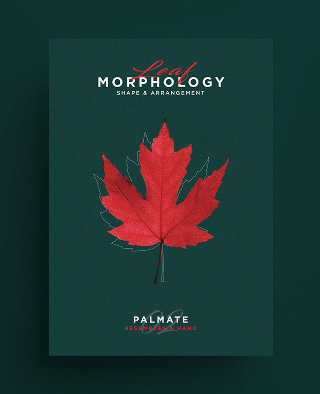 国外Leaf Morphology系列树叶海报设计欣赏
