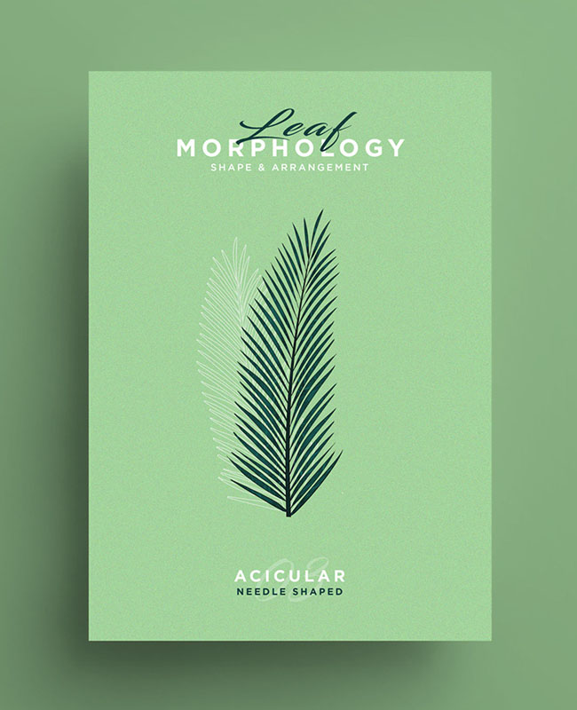 国外Leaf Morphology系列树叶海报设计欣赏