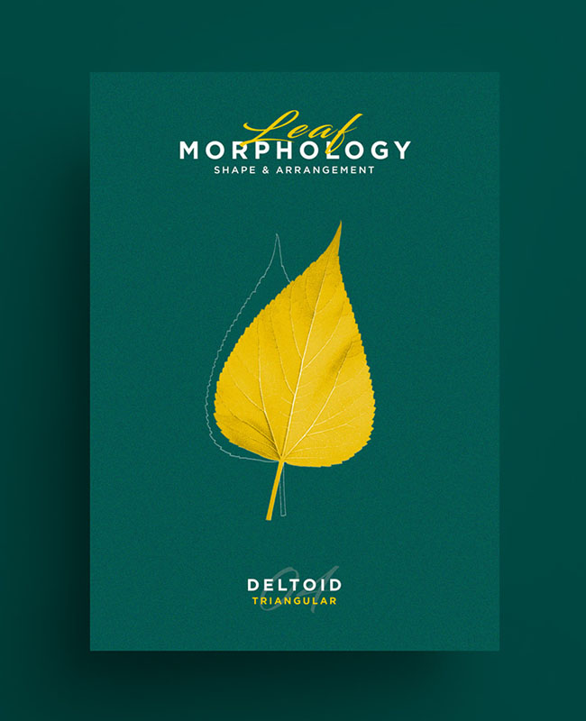 国外Leaf Morphology系列树叶海报设计欣赏
