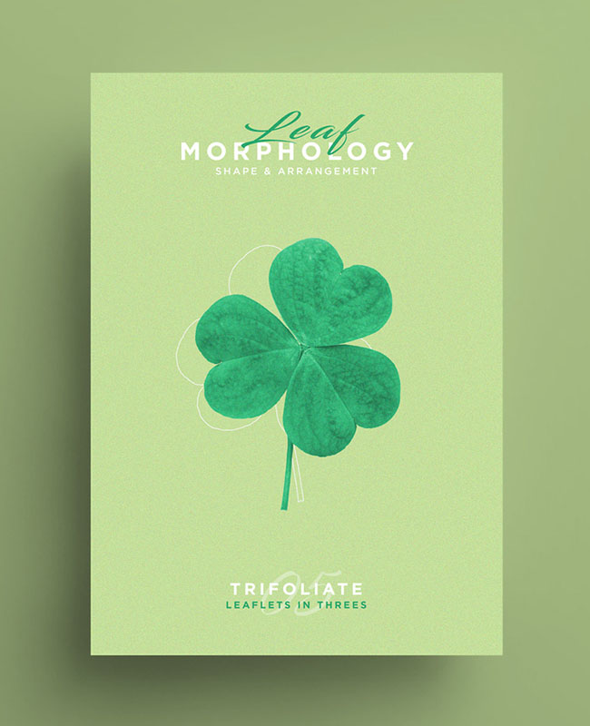 国外Leaf Morphology系列树叶海报设计欣赏